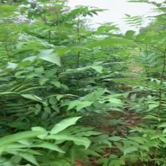 其它苗木最新价格