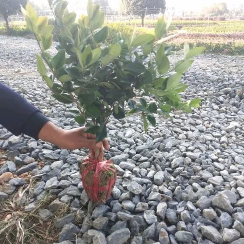 湖南凌红波 只做精品苗