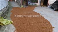 青钱柳苗 嫩叶茶 - 张家界宏茂生态种苗
